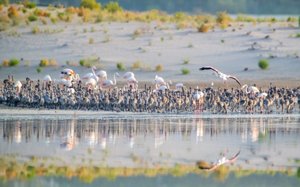 Al Wathba Wetland Reserve