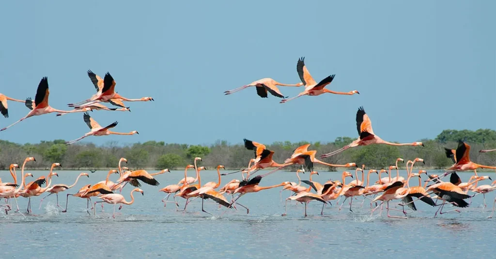 Al Zorah mangroves and nature reserve in Ajman