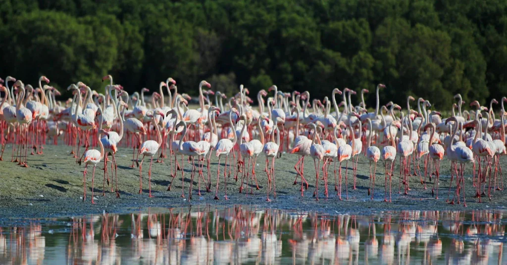 Birdwatching at Al Zorah Wetlands Arab1ae