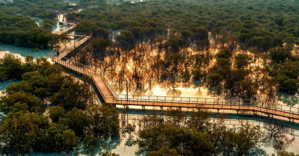 Jubail Mangrove Park (Boardwalk Access on Select Days) Arab1ae