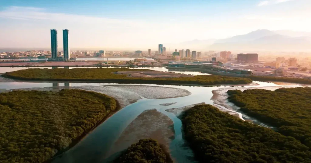Kayaking in Mangrove Areas Arab1ae