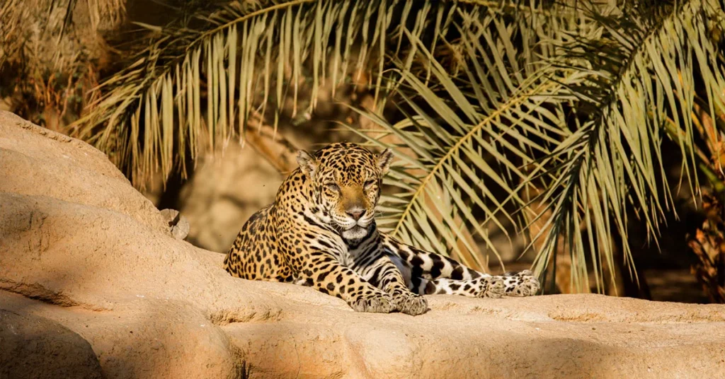Sharjah Desert Park Arab1ae