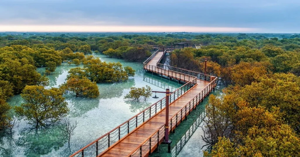 mangrove national park abu dhabi arab1