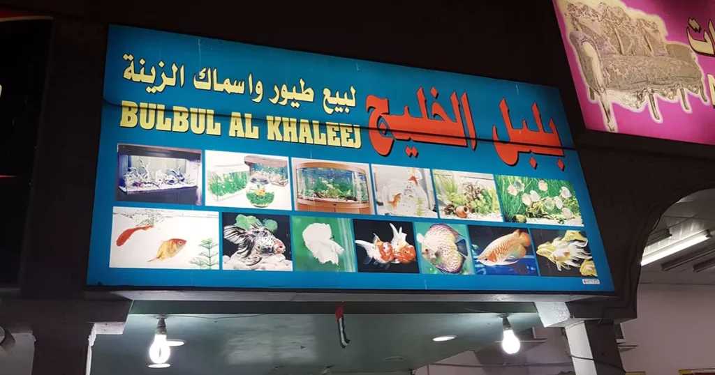 Bulbul Al Khaleej Umm Al Quwain arab1 ae