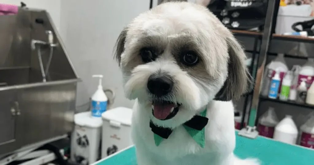 The Pet Shack Abu Dhabi arab